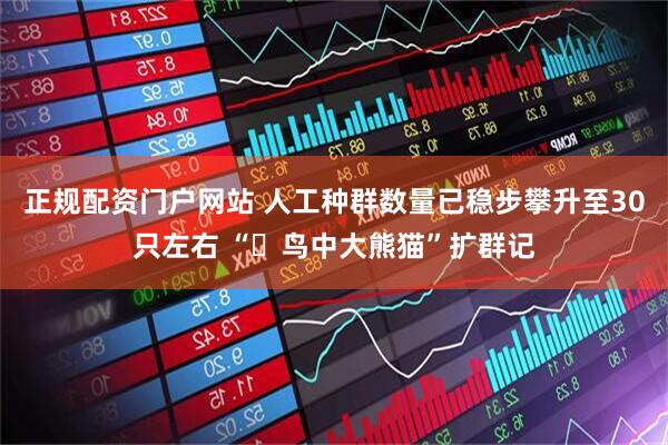 正规配资门户网站 人工种群数量已稳步攀升至30只左右 “​鸟中大熊猫”扩群记